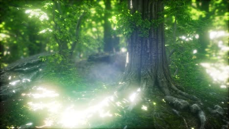 Sun-Light-in-the-Green-Forest